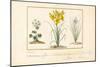 Annemone, Hemerocale and Iris-Pancrace Bessa-Mounted Giclee Print