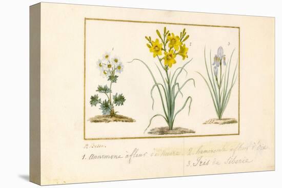 Annemone, Hemerocale and Iris-Pancrace Bessa-Stretched Canvas