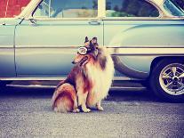 A Cute Dachshund at a Local Public Park with a Butterfly on His or Her Nose Toned with a Retro Vint-Annette Shaff-Mounted Photographic Print