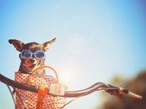 A Cute Dachshund at a Local Public Park with a Butterfly on His or Her Nose Toned with a Retro Vint-Annette Shaff-Photographic Print