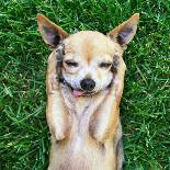 A Cute Dachshund at a Local Public Park with a Butterfly on His or Her Nose Toned with a Retro Vint-Annette Shaff-Photographic Print