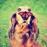 A Cute Dachshund at a Local Public Park with a Butterfly on His or Her Nose Toned with a Retro Vint-Annette Shaff-Mounted Photographic Print