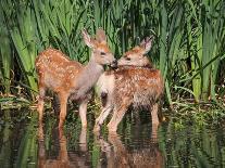 Twin Fawns Nuzzling Each Other in a Pond Surrounded by Reeds at a Local Wildlife Sanctuary Park-Annette Shaff-Photographic Print