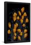 Essential Black