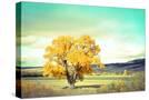 Stretched Canvas