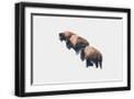 Black Frame