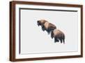 Brown Frame