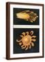 Brown Frame