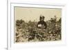 Annie Bissie Picking Berries in the Fields Near Baltimore, Maryland, 1909-Lewis Wickes Hine-Framed Photographic Print