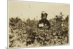 Annie Bissie Picking Berries in the Fields Near Baltimore, Maryland, 1909-Lewis Wickes Hine-Mounted Photographic Print