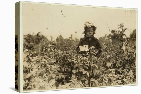 Annie Bissie Picking Berries in the Fields Near Baltimore, Maryland, 1909-Lewis Wickes Hine-Stretched Canvas