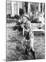 Annie Get Your Gun, 1950-null-Mounted Photo