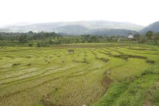 Terraced Rice Paddy and Vegetables Growing on the Fertile Sloping Hills of Central Java-Annie Owen-Photographic Print