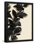 Essential Black