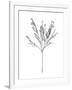 Gramercy White