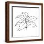 Brown Frame