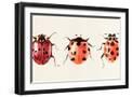 Black Frame