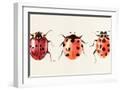 White Frame