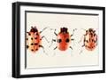 Black Frame