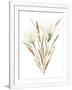 Gramercy White