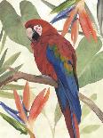 Tropical Parrot Composition II-Annie Warren-Art Print