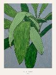 Monstera-Annika John-Giclee Print