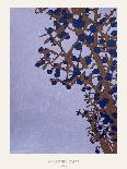 Common lilac-Annika John-Giclee Print