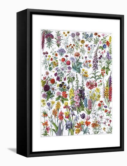 Annual and Biannual Flowers-null-Framed Stretched Canvas