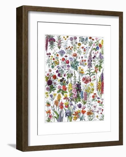 Annual and Biannual Flowers-null-Framed Giclee Print