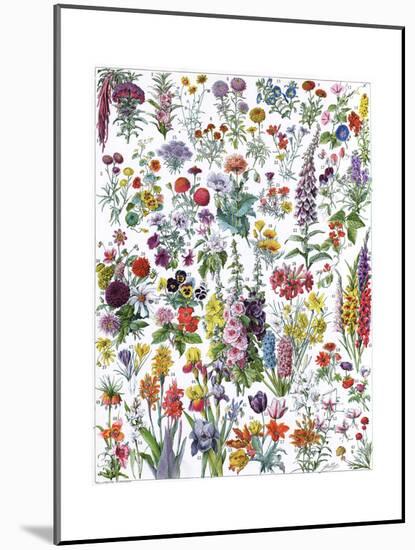 Annual and Biannual Flowers-null-Mounted Giclee Print