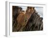 Annual Horse round Up-Laufskalarett, Skagafjordur, Iceland-Arctic-Images-Framed Photographic Print