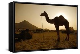 Annual Pushkar Camel Festival, Rajasthan, Pushkar, India-David Noyes-Framed Stretched Canvas