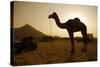 Annual Pushkar Camel Festival, Rajasthan, Pushkar, India-David Noyes-Stretched Canvas