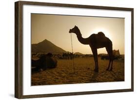 Annual Pushkar Camel Festival, Rajasthan, Pushkar, India-David Noyes-Framed Photographic Print