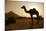 Annual Pushkar Camel Festival, Rajasthan, Pushkar, India-David Noyes-Mounted Photographic Print