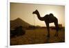 Annual Pushkar Camel Festival, Rajasthan, Pushkar, India-David Noyes-Framed Photographic Print