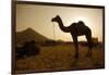 Annual Pushkar Camel Festival, Rajasthan, Pushkar, India-David Noyes-Framed Photographic Print