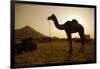 Annual Pushkar Camel Festival, Rajasthan, Pushkar, India-David Noyes-Framed Photographic Print