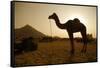 Annual Pushkar Camel Festival, Rajasthan, Pushkar, India-David Noyes-Framed Stretched Canvas