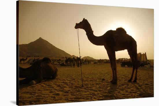 Annual Pushkar Camel Festival, Rajasthan, Pushkar, India-David Noyes-Stretched Canvas