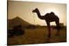 Annual Pushkar Camel Festival, Rajasthan, Pushkar, India-David Noyes-Stretched Canvas