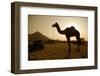 Annual Pushkar Camel Festival, Rajasthan, Pushkar, India-David Noyes-Framed Photographic Print