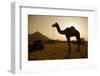 Annual Pushkar Camel Festival, Rajasthan, Pushkar, India-David Noyes-Framed Photographic Print