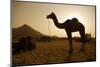 Annual Pushkar Camel Festival, Rajasthan, Pushkar, India-David Noyes-Mounted Photographic Print