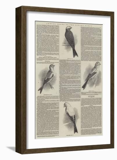 Annual Shows of the Canary Fancy-null-Framed Giclee Print