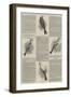 Annual Shows of the Canary Fancy-null-Framed Giclee Print