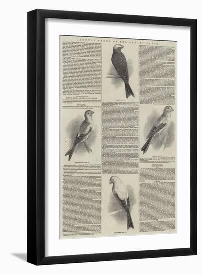 Annual Shows of the Canary Fancy-null-Framed Giclee Print