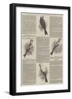 Annual Shows of the Canary Fancy-null-Framed Giclee Print