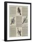 Annual Shows of the Canary Fancy-null-Framed Giclee Print