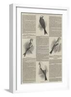 Annual Shows of the Canary Fancy-null-Framed Giclee Print